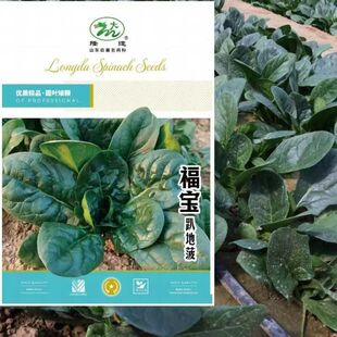 福宝趴地菠菜种子短梗厚叶耐热耐寒叶色墨绿越冬爬地菠菜春秋种植