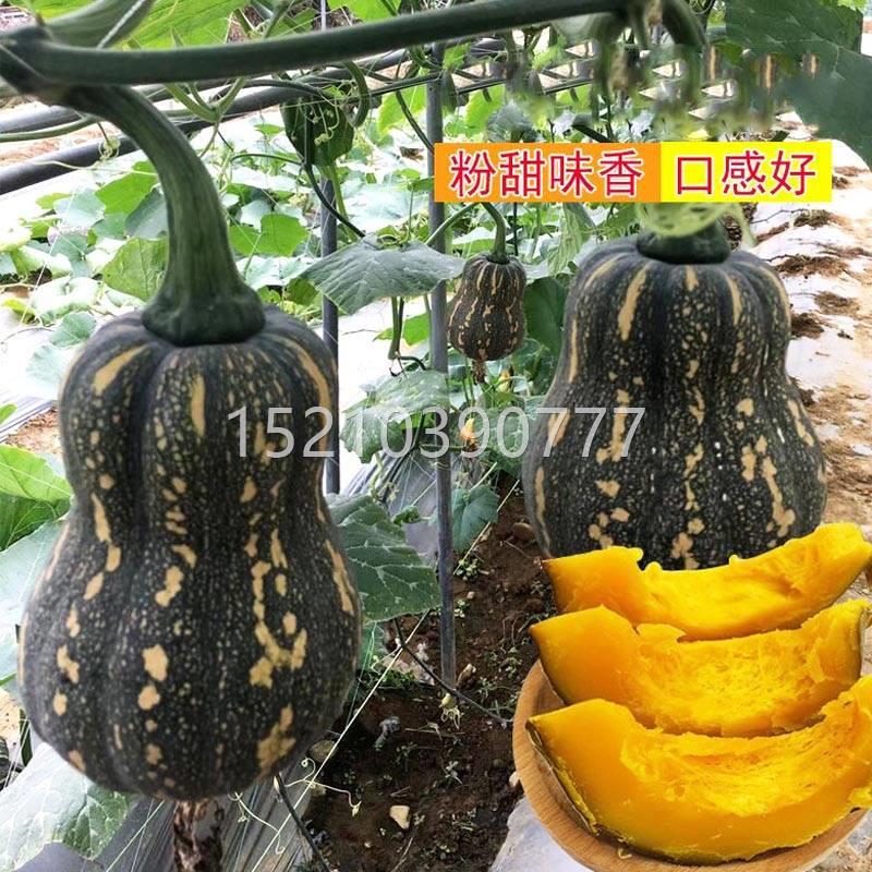 佳南瓜种子胖墩超甜健美蜜本籽春秋糯季高产瓜WKE蜜香甜粉奶油南