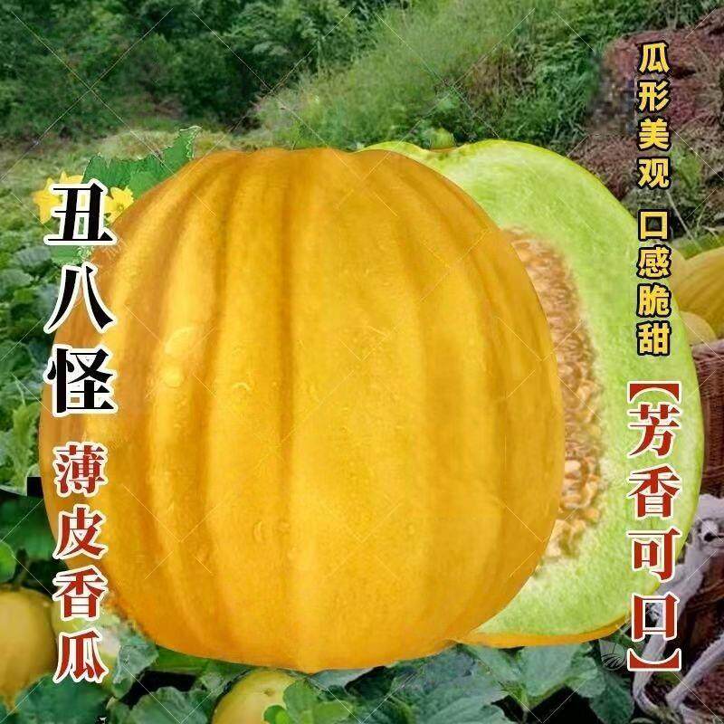 丑八怪神奥丑瓜薄皮杂交甜瓜种子水果香瓜超甜早熟四季春季甜瓜籽