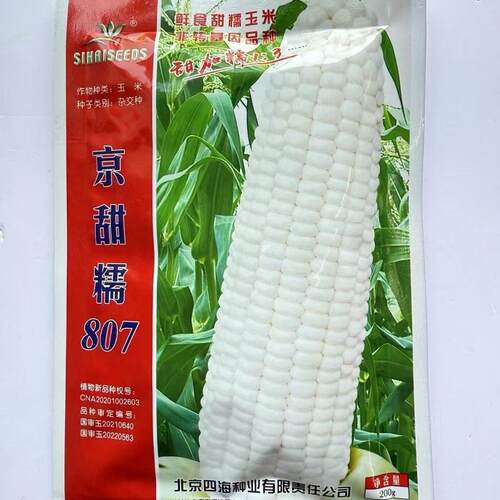 北京四海京甜糯807玉米种子鲜食甜糯玉米种子大穗鲜食杂交甜糯