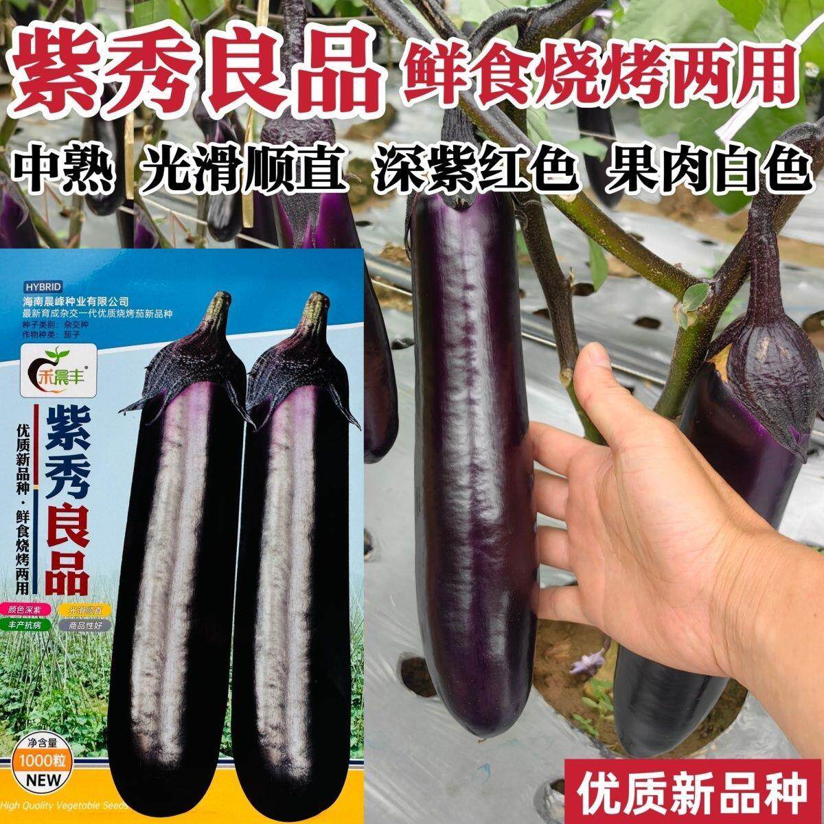 紫红长茄烧烤专用茄子种子紫秀良品杂交紫红广茄中熟果肉白色耐贮