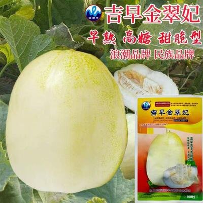 吉早金翠妃甜瓜种子早熟黄白皮耐重茬薄皮香瓜种籽糖度高水果种孑