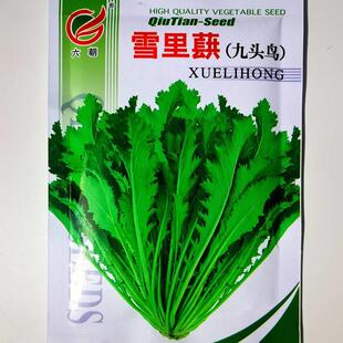 芥 雪里蕻雪九头鸟CAS种子势旺叶片大花叶菜长泡腌菜菜种孑秋冬季