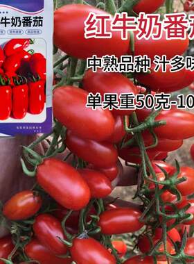 红牛奶番茄种子圣女果种籽中果型西红柿种孑农家番茄种籽蔬菜种子