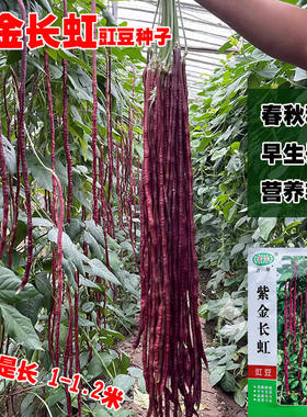 红条豇豆种子特长豆角彩虹豇豆本地春夏秋营养价值高四季蔬菜种子