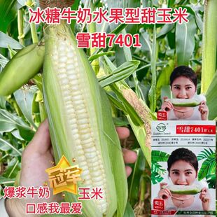 雪甜7401牛奶甜玉米种籽早熟珍珠棒水果玉米籽粒白色口感甜抗病好