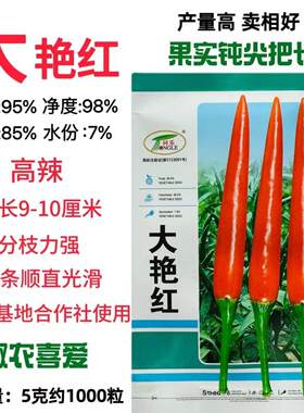 同乐大艳红特辣朝天椒种籽单生大果型高产抗病指天椒红辣米椒种子