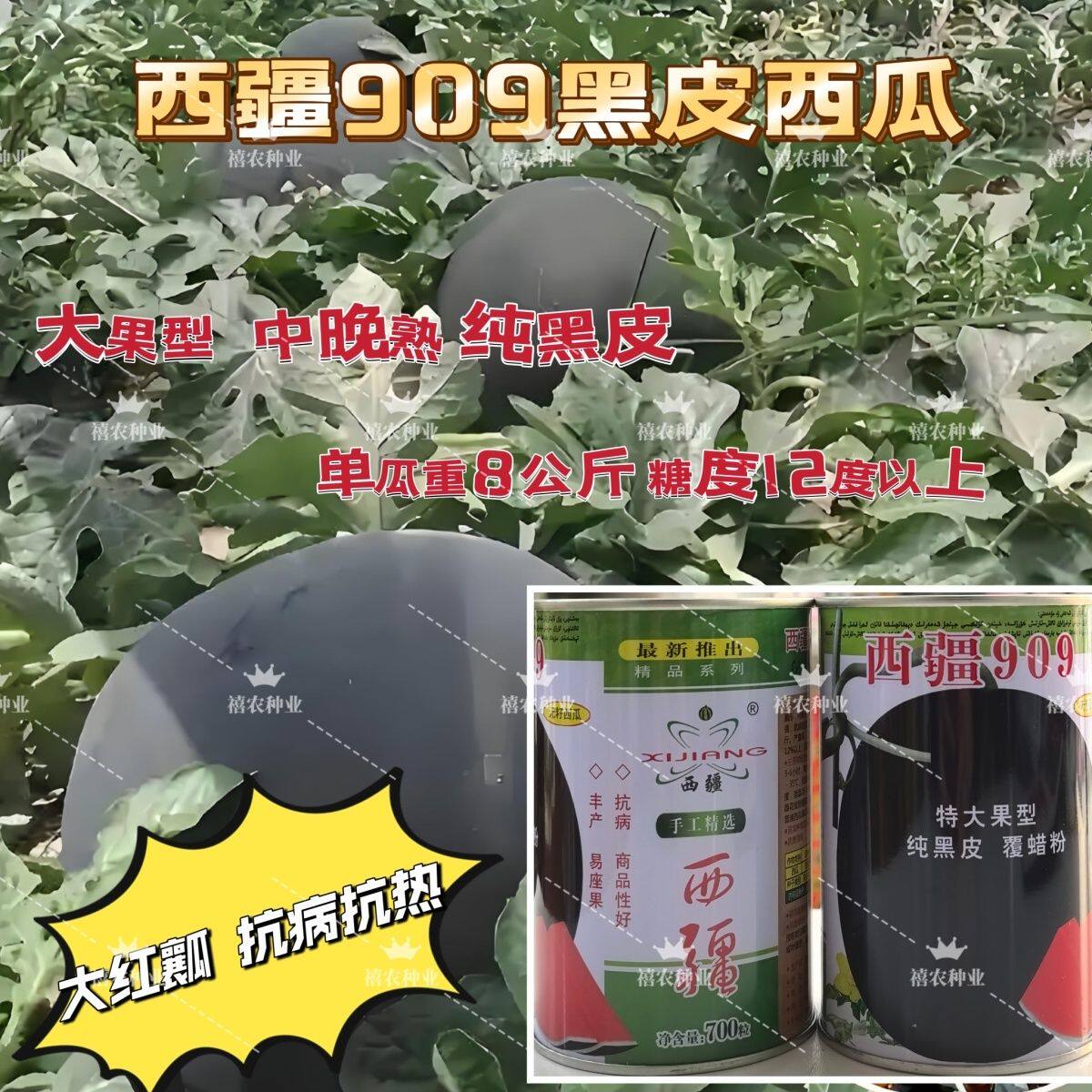 西疆909特大黑皮红瓤无籽西瓜种子中晚熟耐病耐湿抗逆强黑皮无籽