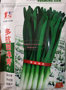多抗四季青韭菜种子多抗无休眠的大棚和露地均可种植产量高耐贮运