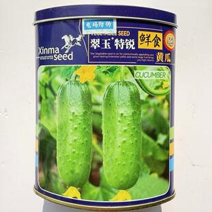 翠玉特锐短棒黄瓜种子表皮绿色刺瘤适中口感脆甜抗病长势强春秋播