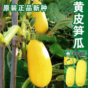 黄皮大笋瓜种子黄吊瓜种籽高产早熟农家春夏季播黄皮笋瓜蔬菜种孑