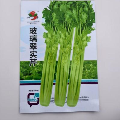 玻璃翠实芹菜种子质地脆嫩纤维少品质好耐寒耐热商品性佳丰产性好