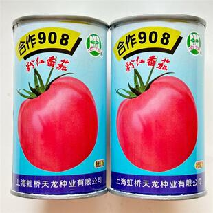 上海合作908粉红番茄种子大果红粉无限生长型酸甜西红柿种籽本地