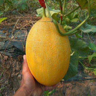 新疆哈密瓜甜瓜种子蜜黄金黄皮桔红肉哈蜜瓜种籽正宗水果种子