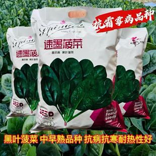 速墨菠菜种子中早熟抗霉霜病杂交菠菜种籽抗热抗寒易捆扎基地用种