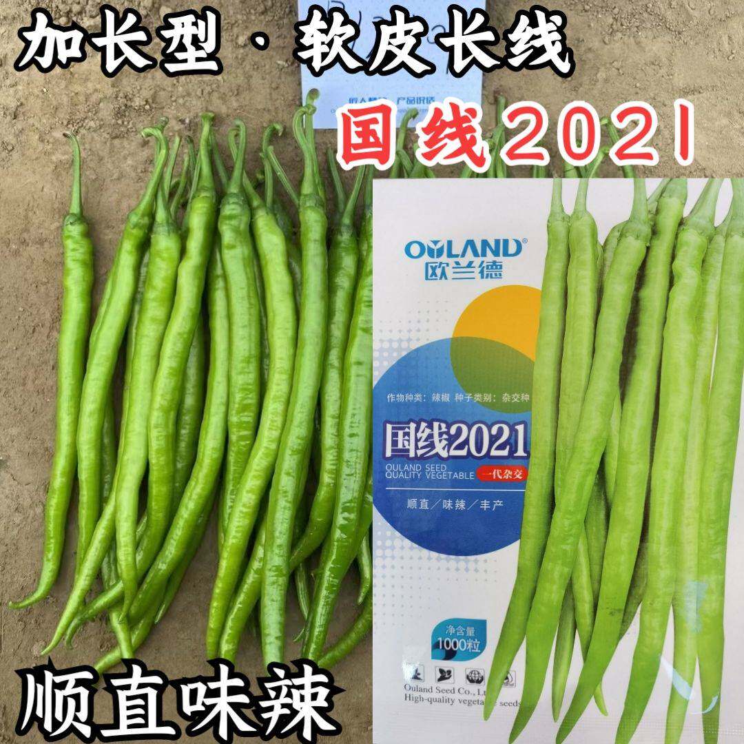 欧兰德国线2021线椒种子特长软皮薄皮长线条椒黄绿皮辣椒种子籽孑
