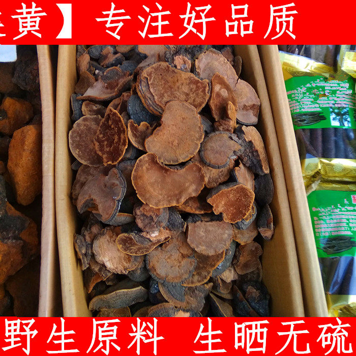 神农架纯桑黄 正宗桑树桑黄 正宗桑黄灵芝菌整枝林芝包邮