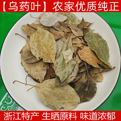 乌药叶500克 浙江野生中药材新货自然晒干无硫乌药叶粉平卧菊三七