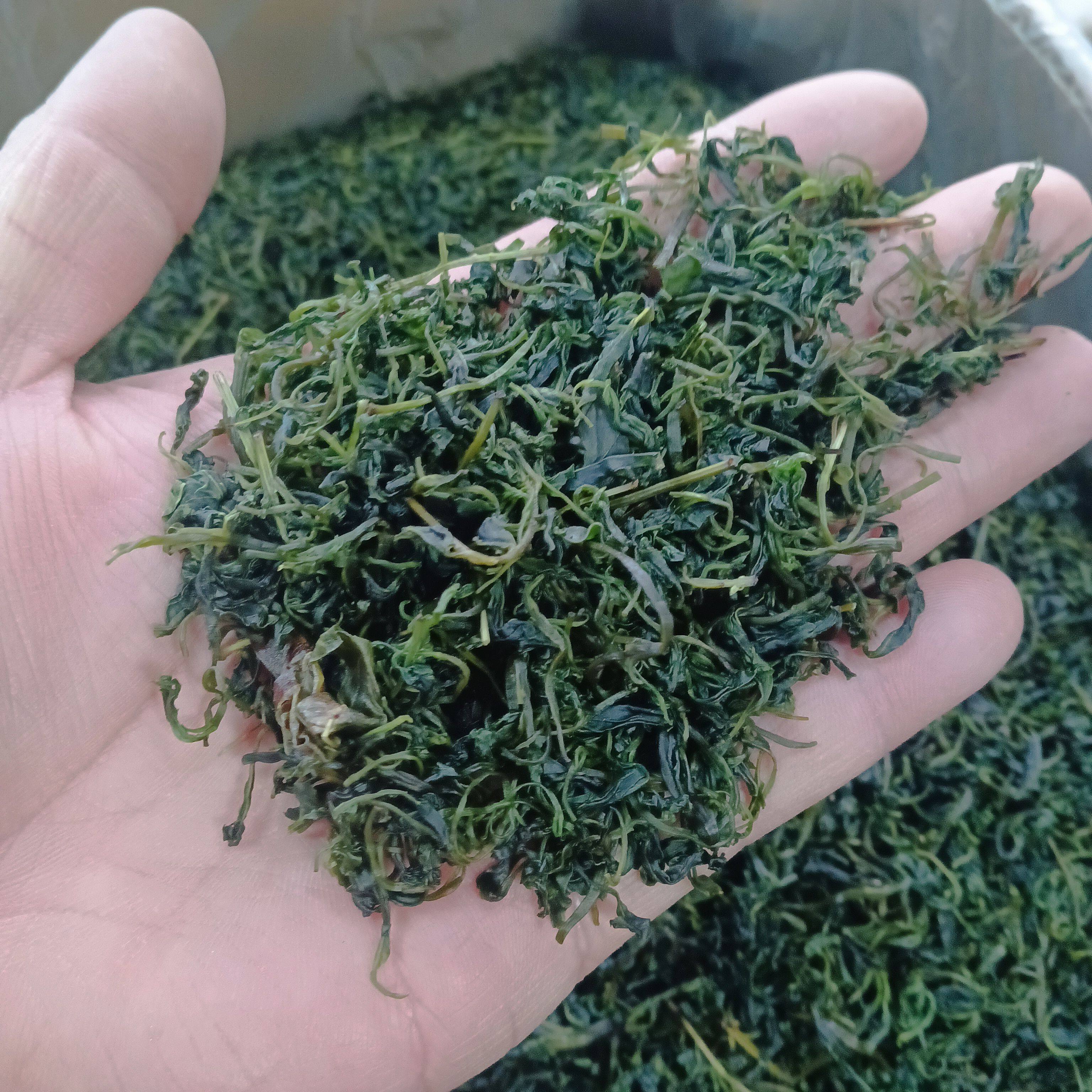 毛冬青嫩芽 小叶苦丁云南野生毛冬青嫩叶 青山绿水新货上市纯正