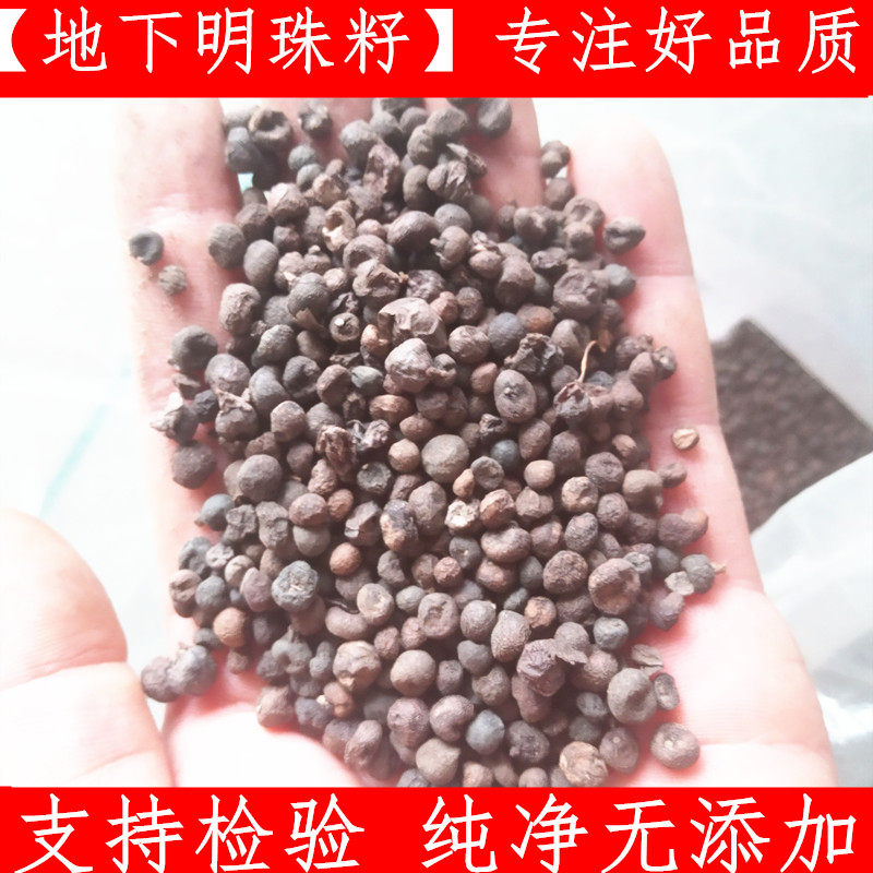 地下明珠 100g包邮 中药材落地珍珠种子 陈伤子一粒金丹茅膏菜根