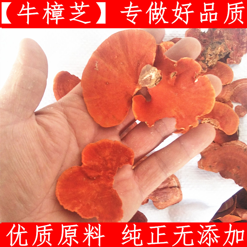 牛樟芝 中药材纯干菇三年生椴木培育牛樟芝子实体牛樟菇100克新货