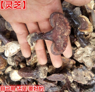 灵芝 野生灵芝中药材长白山灵芝赤芝长白山赤芝白心白肉灵芝一斤