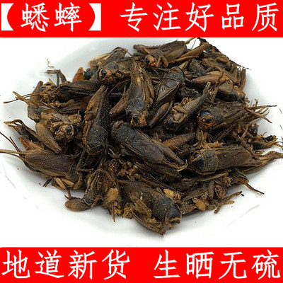 蟋蟀粉 中药材材蟋蟀干粉 蛐蛐500克原料生晒无硫