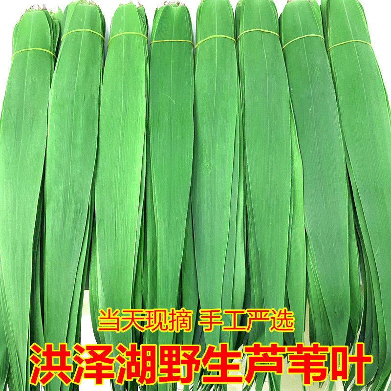 新鲜现摘芦苇粽叶农家直供