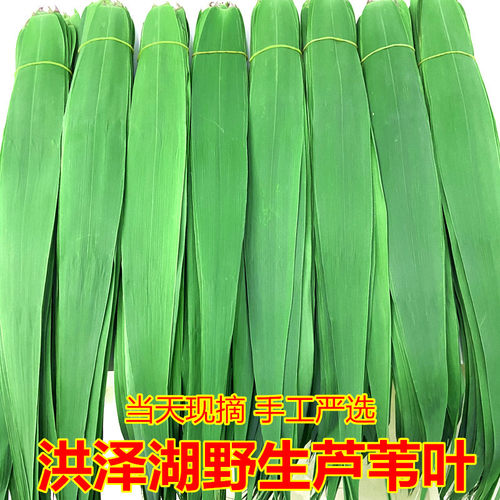 新鲜现摘芦苇粽叶农家直供