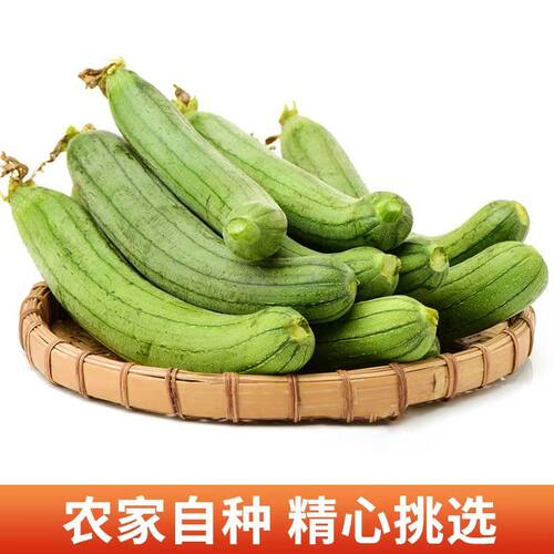 苏北本地丝瓜蔬菜基地现摘现发新鲜丝瓜时令蔬菜农家自种露天生长