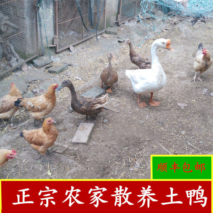 3年农家散养鸭老鸭子土鸭肉