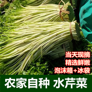 去叶水芹菜新鲜芹菜河芹现摘无节叶芹时令净菜蔬菜