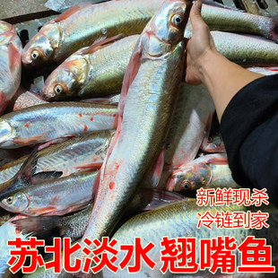 米级翘嘴鱼鲜活大白刁白丝鱼白水鱼大白鱼翘嘴刁子鱼翘嘴鲌鱼现宰
