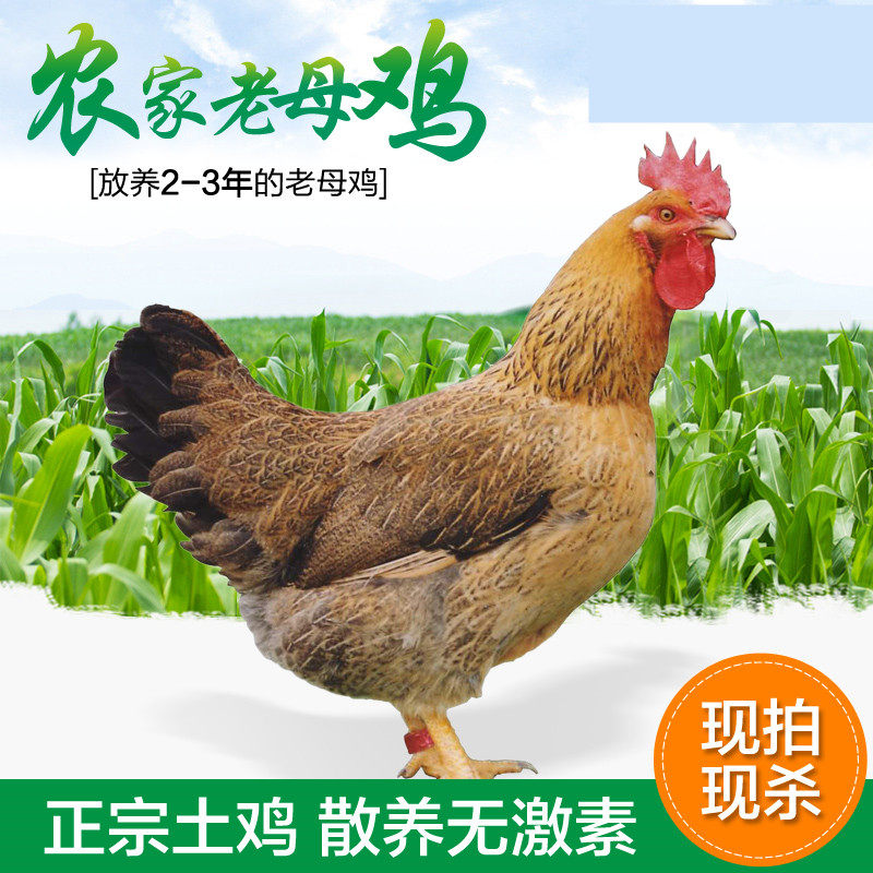 正宗土鸡农家散养3年老母鸡苏北草鸡自养活鸡现杀 月子鸡笨鸡乌鸡