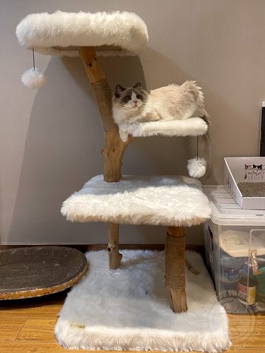 虎仔仙仙猫爬架猫树猫跳台