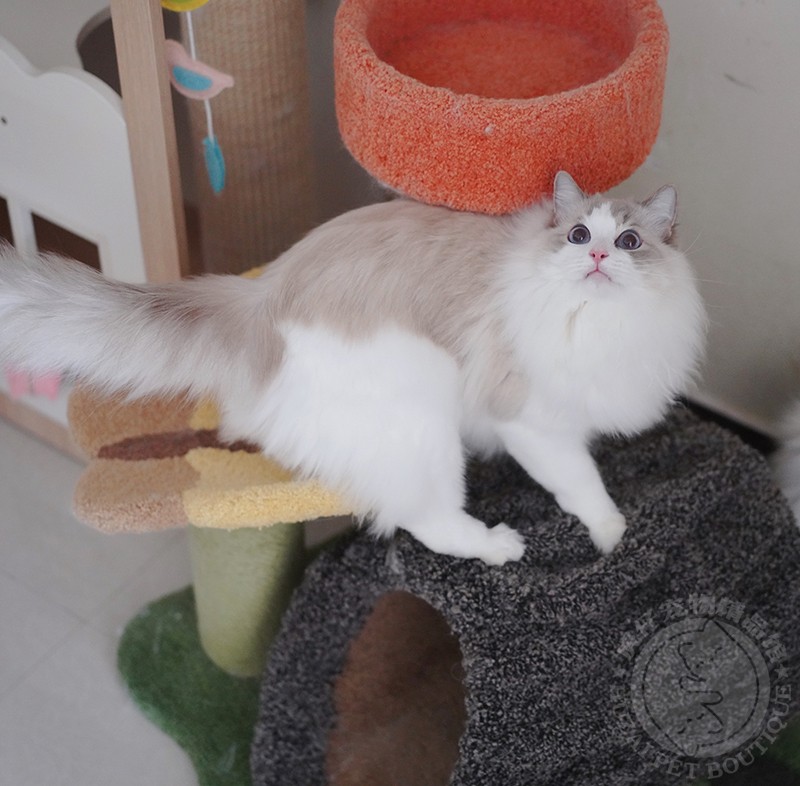 仿真猫爬架毛绒猫树耐抓