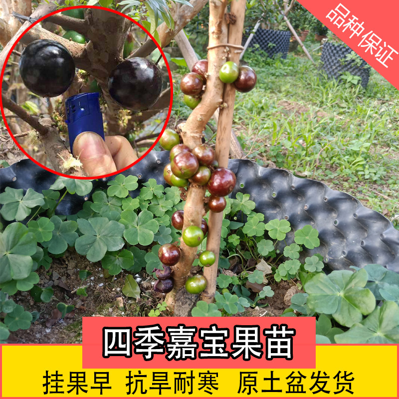 早生四季嘉宝果树苗台湾沙巴嘉宝番荔枝/释迦