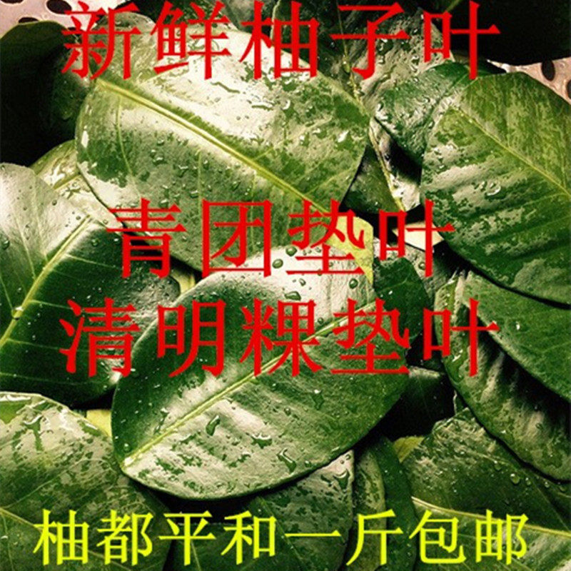 新鲜柚子叶祈福转运去晦气青团垫叶野生天然清明果垫现摘蜜柚叶