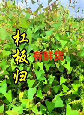 新鲜山上杠板归500g现采扛板归蛇倒退蛇不过南蛇风犁头刺藤老虎利