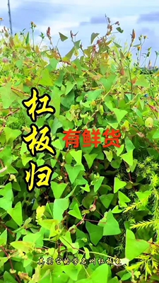 新鲜山上杠板归500g现采扛板归蛇倒退蛇不过南蛇风犁头刺藤老虎利
