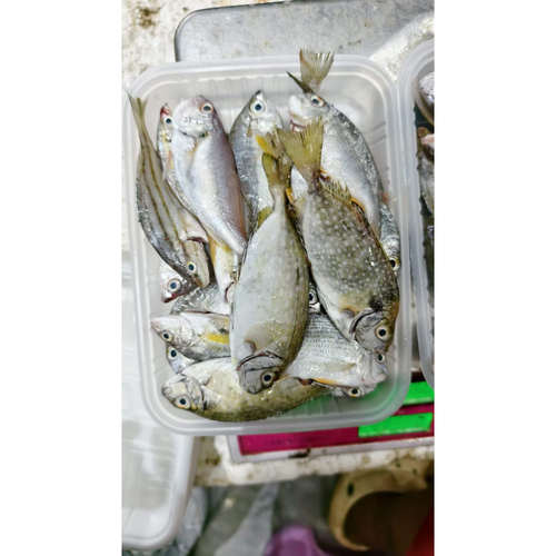 菜菜海鲜 冷冻海捕去内脏去鱼鳞小杂鱼 400克