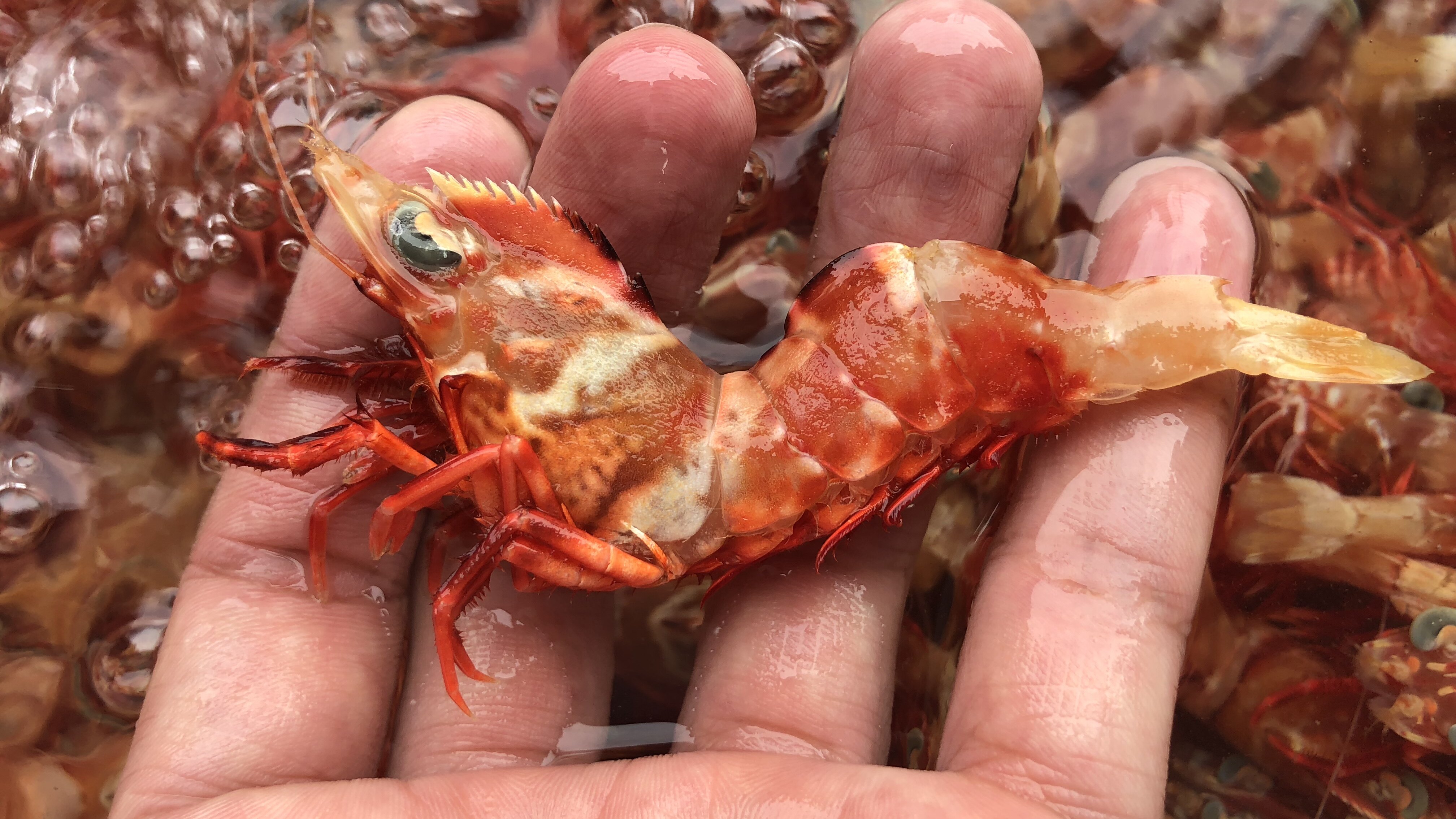 菜菜海鲜 活冻鸡冠虾高脊赤虾白灼刺身都好吃 220g*2盒
