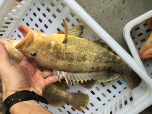 菜菜海鲜  活冻大石斑鱼0.8-1.5斤一条 适合清蒸煮汤