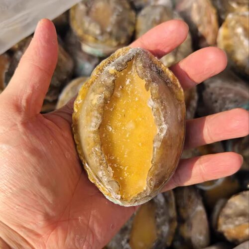 菜菜海鲜活冻鲍鱼4-5个/500克