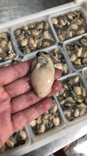 冷冻海蛎肉爆炒蒜蓉蒸炒饭200gx2