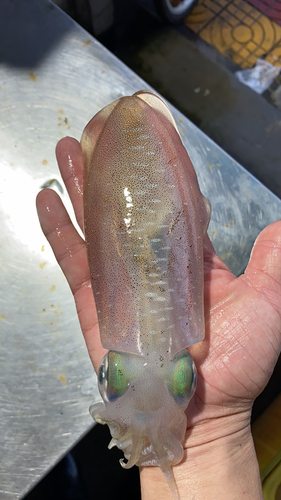 菜菜海鲜活冻软丝 白灼爆炒都可以 1-3斤多一个 70一斤