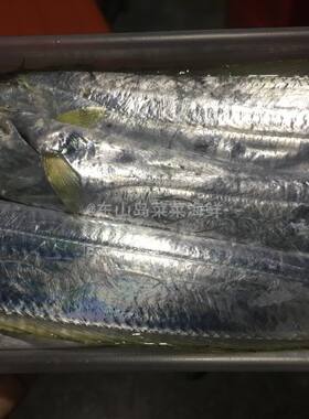 冷冻海捕小黄鳍带鱼清蒸好