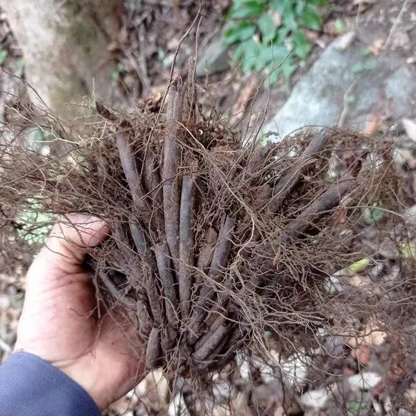 新鲜小叶贯众 昏鸡头 鸡脑壳 乌鸡头 鸡头草 鸡头枣 鸡头贯众500g