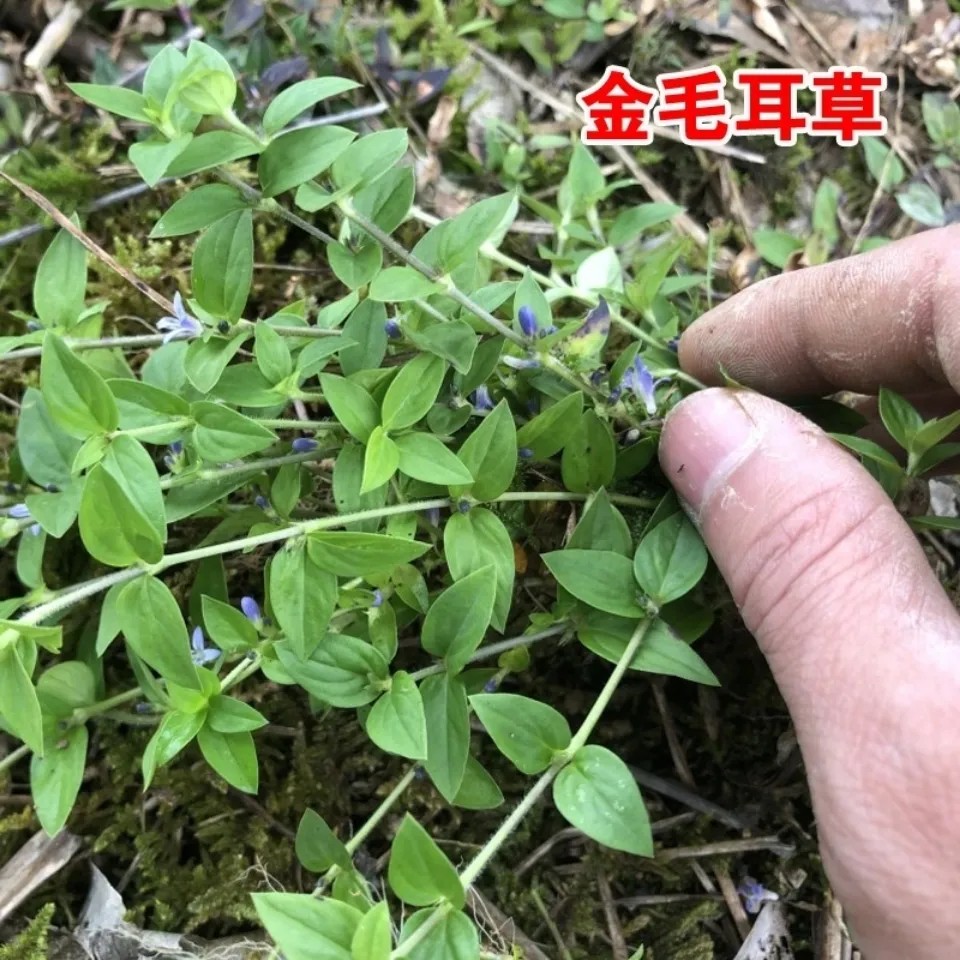 新鲜天然湿过路蜈蚣 生金毛耳草 黄毛耳草 落地蜈蚣 全草500g包邮