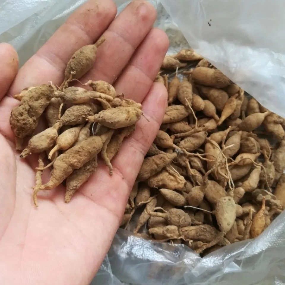 新鲜天然青草现挖湿麦冬 新鲜生麦冬 羊胡子草 纯根500g包邮
